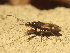 Pseudopamera nitidula
