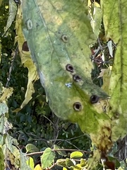 Pachypsylla celtidismamma