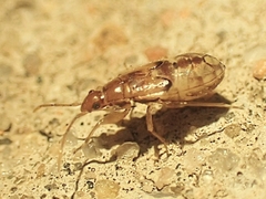 Pseudopamera nitidula
