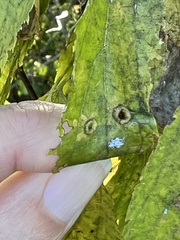 Pachypsylla celtidismamma