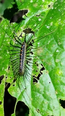 Thereuopoda clunifera