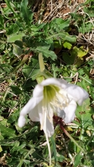 Oenothera centaurifolia