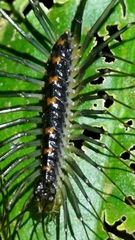 Thereuopoda clunifera