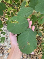 Alnus glutinosa