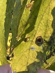 Pachypsylla celtidismamma