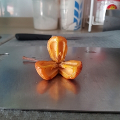 Trigonachras