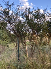 Vachellia farnesiana