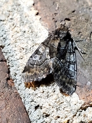 Chytonix palliatricula