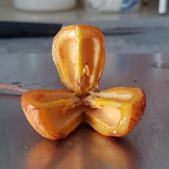Trigonachras