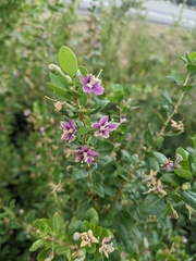 Lycium barbarum