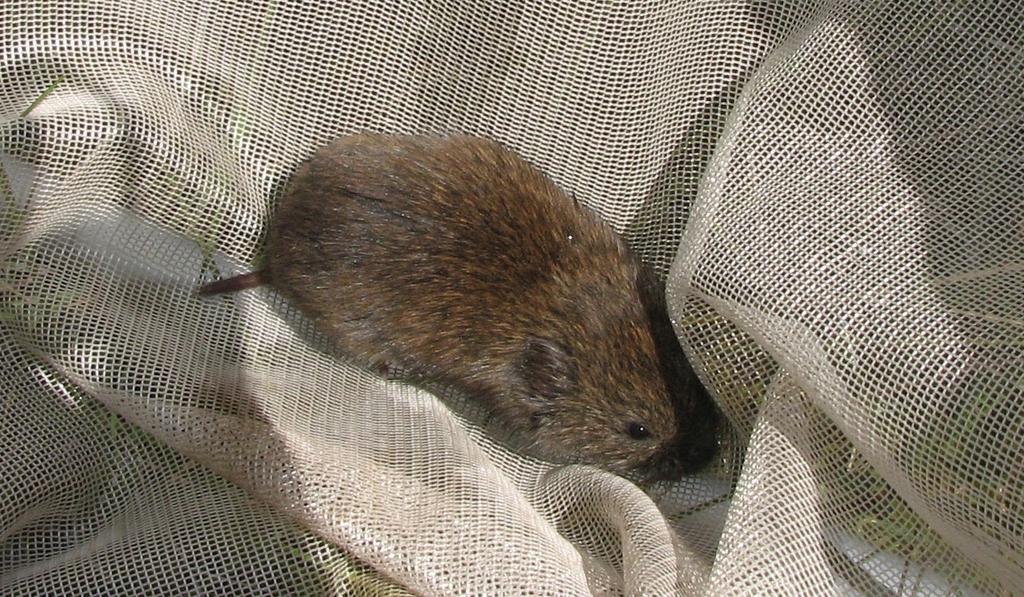 Southern Bog Lemming