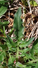 Oenothera centaurifolia