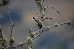 Parus monticolus