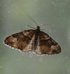 Xanthorhoe