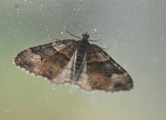 Xanthorhoe