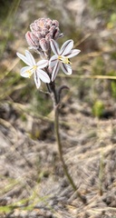 Trachyandra hirsutiflora