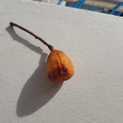 Trigonachras