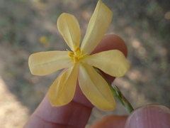 Moraea virgata
