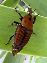 Rhynchophorus ferrugineus