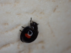 Chilocorus renipustulatus