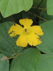 Luffa aegyptiaca