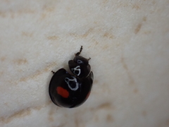 Chilocorus renipustulatus