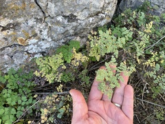 Thalictrum foetidum