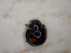 Chilocorus renipustulatus