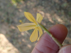 Moraea virgata