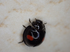 Chilocorus renipustulatus