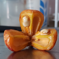 Trigonachras
