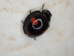 Chilocorus renipustulatus