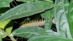 Thereuopoda clunifera