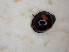 Chilocorus renipustulatus