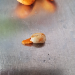 Trigonachras