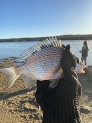 Acanthopagrus butcheri