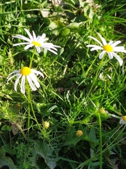 Tripleurospermum