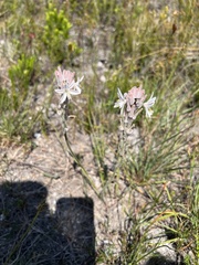 Trachyandra hirsutiflora