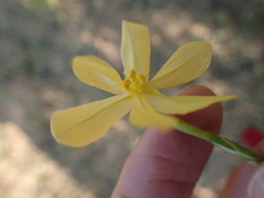 Moraea virgata