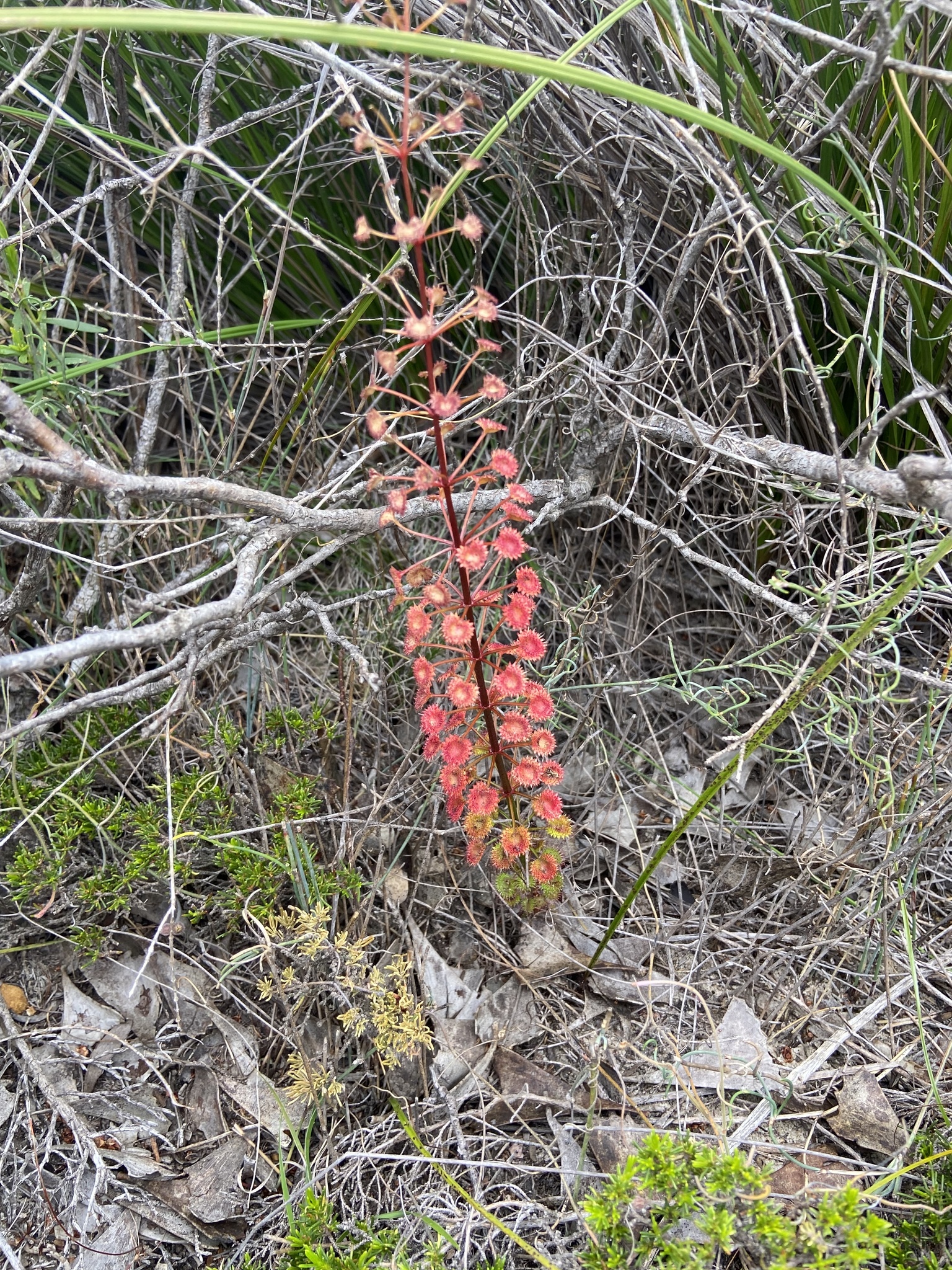 Drosera porrecta Lehm.