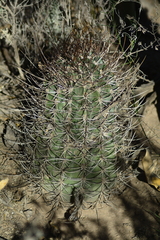 Echinopsis leucantha