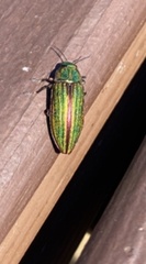 Buprestis aurulenta