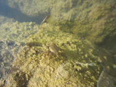 Pachygrapsus marmoratus