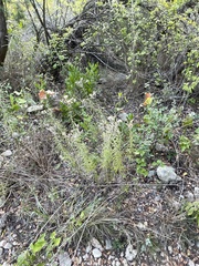 Vernonia lindheimeri