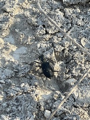 Cicindela obsoleta