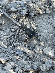 Cicindela obsoleta
