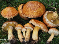 Suillus sibiricus