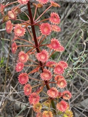 Drosera porrecta