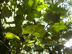 Sinopanax formosanus