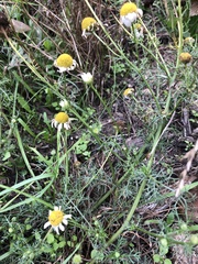 Matricaria chamomilla